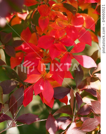 Red & Purple & Orange Enkianthus perulatus (Lighthouse 躅 of Gennaiyama) 84660021
