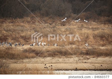 Cheorwon Crane Village, Crane, Cheorwon-gun, Migratory Birds 84660377