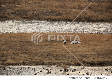 Cheorwon Crane Village, Crane, Cheorwon-gun, Migratory Birds Cheorwon Crane Village, Crane, Cheorwon-gun, Migratory Birds 84660379