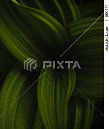 Green leaves. Mystic, dark green environmental design 84660583