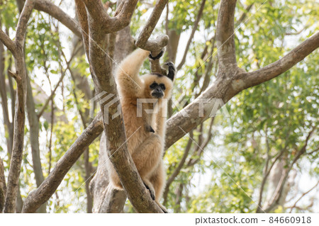 White Gibbon (Hylobates lar) sitting on the tree White Gibbon (Hylobates lar) sitting on the tree 84660918