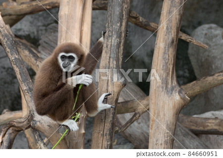 White-handed Gibbon (Hylobates lar) sitting on timber White-handed Gibbon (Hylobates lar) sitting on timber 84660951