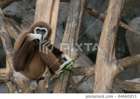 White-handed Gibbon (Hylobates lar) sitting on timber White-handed Gibbon (Hylobates lar) sitting on timber 84660953