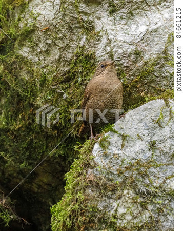 棲息在山谷中的野鳥鷦鷯 棲息在山谷中的野鳥鷦鷯 84661215