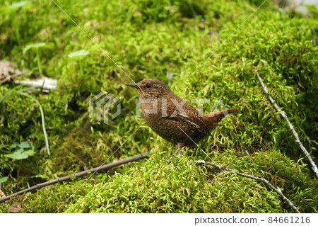 棲息在山谷中的野鳥鷦鷯 棲息在山谷中的野鳥鷦鷯 84661216