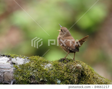 棲息在山谷中的野鳥鷦鷯 棲息在山谷中的野鳥鷦鷯 84661217