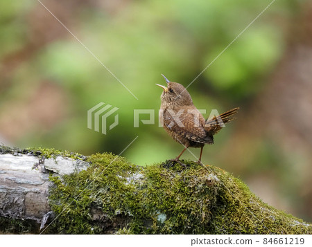 棲息在山谷中的野鳥鷦鷯 棲息在山谷中的野鳥鷦鷯 84661219