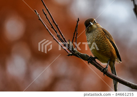 Bright red autumn leaves and shrike Bright red autumn leaves and shrike 84661255