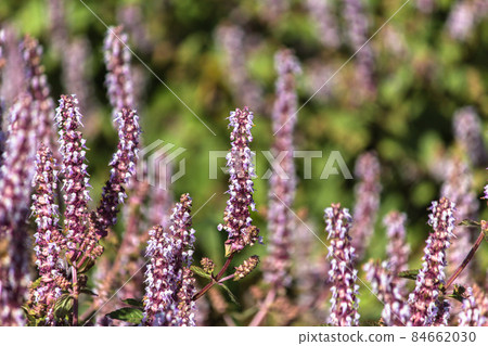 仙草花,花季,季節,秋冬,紫色,夢幻,浪漫 仙草花,花季,季節,秋冬,紫色,夢幻,浪漫 84662030