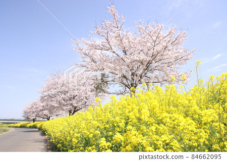 To木縣摩卡市的強姦川櫻花油菜和櫻花 84662095
