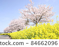 Rape blossoms and cherry blossoms Gookagawa riverbed in Moka city, Tochigi prefecture 84662096