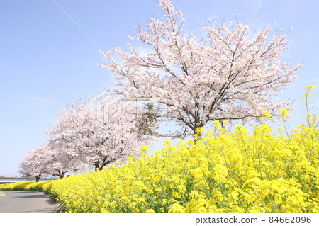 To木縣摩卡市的強姦川櫻花油菜和櫻花 84662096