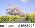 Rape blossoms and cherry blossoms Gookagawa riverbed in Moka city, Tochigi prefecture 84662097