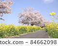Rape blossoms and cherry blossoms Gookagawa riverbed in Moka city, Tochigi prefecture 84662098