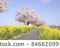 Rape blossoms and cherry blossoms Gookagawa riverbed in Moka city, Tochigi prefecture 84662099