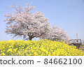 Rape blossoms and cherry blossoms Gookagawa riverbed in Moka city, Tochigi prefecture 84662100