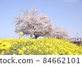 Rape blossoms and cherry blossoms Gookagawa riverbed in Moka city, Tochigi prefecture 84662101