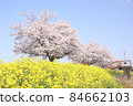 Rape blossoms and cherry blossoms Gookagawa riverbed in Moka city, Tochigi prefecture 84662103