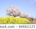 Rape blossoms and cherry blossoms Gookagawa riverbed in Moka city, Tochigi prefecture 84662125