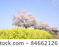 Rape blossoms and cherry blossoms Gookagawa riverbed in Moka city, Tochigi prefecture 84662126