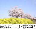 Rape blossoms and cherry blossoms Gookagawa riverbed in Moka city, Tochigi prefecture 84662127