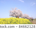 Rape blossoms and cherry blossoms Gookagawa riverbed in Moka city, Tochigi prefecture 84662128