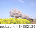 Rape blossoms and cherry blossoms Gookagawa riverbed in Moka city, Tochigi prefecture 84662129