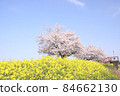 Rape blossoms and cherry blossoms Gookagawa riverbed in Moka city, Tochigi prefecture 84662130