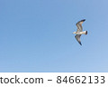 Big seagull in sky. Open wings with feathers 84662133
