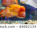 Big red fish in aquarium. Blue water background 84662134