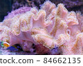 Big coral in aquarium closeup. Nature background 84662135