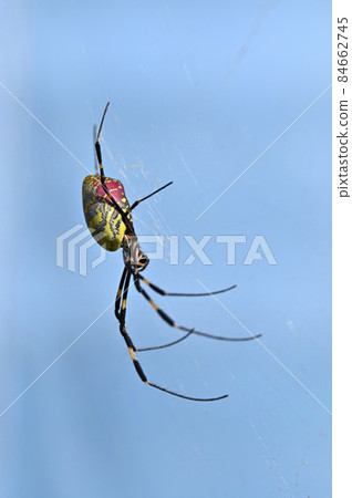 Nephila spider 84662745