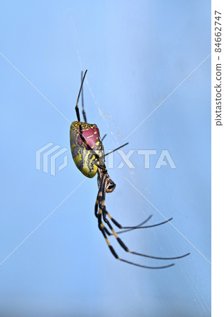 Nephila spider 84662747