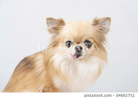 微笑奇瓦瓦狗 84662752