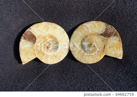 Ammonite fossil extinct bulkhead partition room cut surface Ammonite fossil extinct bulkhead partition room cut surface 84662759