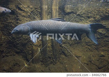 Black carp blue-backed fish, four major family fish, exotic species 84662766