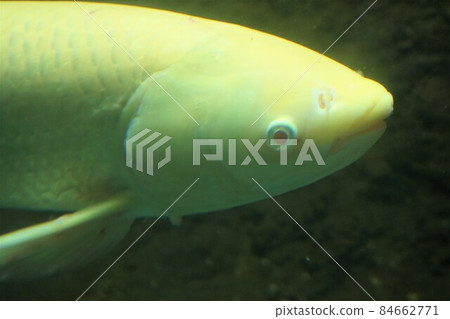 白化草魚草魚草魚四大科魚 84662771