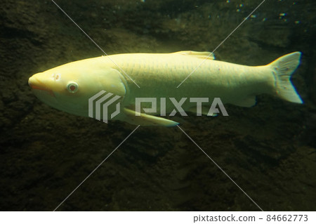 Albino grass carp grass carp grass carp four major family fish 84662773