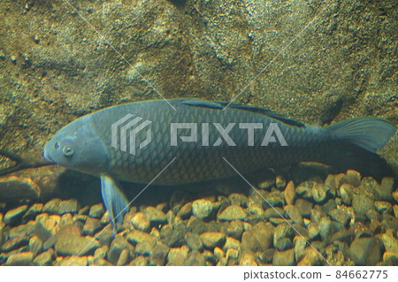鯉魚 鯉魚 淡水魚 野生 goy magoi jigoi nogoi 84662775