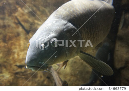 Carp carp fish freshwater fish wild goy magoi jigoi nogoi 84662779