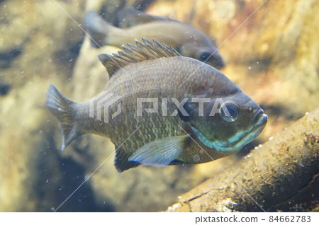 藍鰓魚 藍鰓魚 藍鰓魚 藍鰓魚 84662783