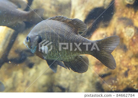 藍鰓魚 藍鰓魚 84662784