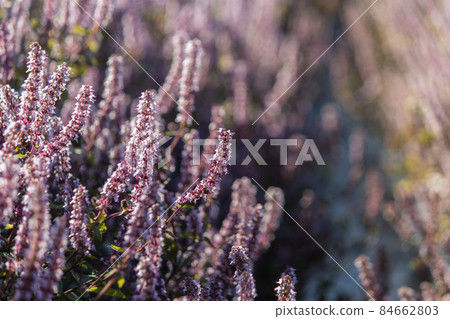 仙草花,花季,季節,秋冬,紫色,夢幻,浪漫,食材 84662803