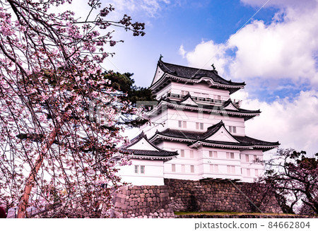 Cherry tree in full bloom Odawara castle castle tower 84662804
