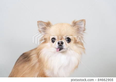 Smile Chihuahua bust up 84662908
