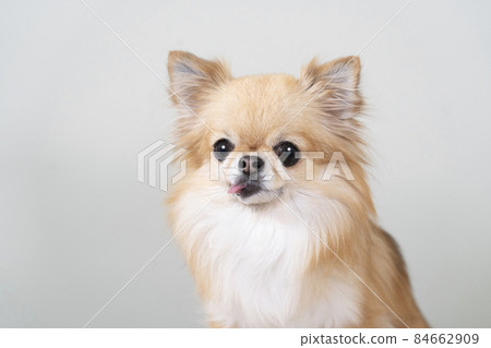 微笑奇瓦瓦狗 微笑奇瓦瓦狗 84662909