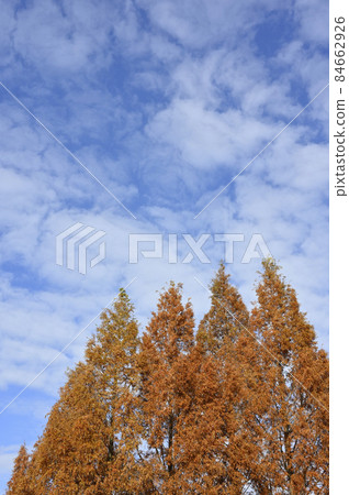 Metasequoia autumn leaves and blue sky Metasequoia autumn leaves and blue sky 84662926