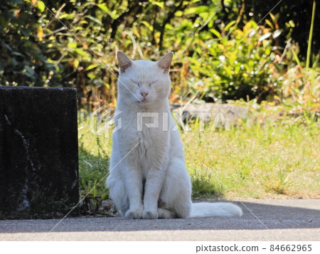 Cat Cat 84662965