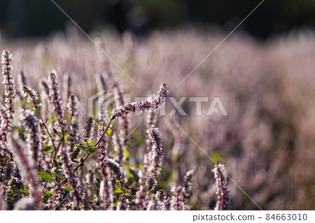 仙草花,花季,季節,秋冬,紫色,夢幻,浪漫,食材 84663010