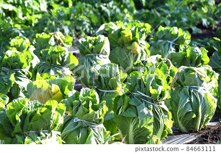 冬天白菜領域 冬天白菜領域 84663111
